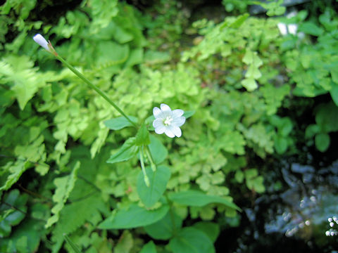 Epilobium montanum