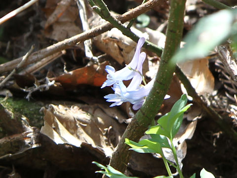 Corydalis ambigu