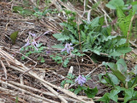 Corydalis ambigu