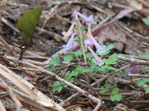 Corydalis ambigu