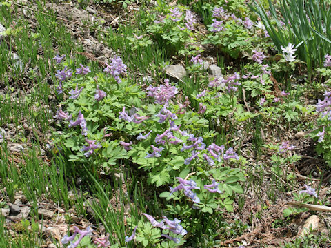 Corydalis ambigu