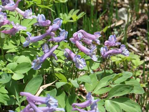 Corydalis ambigu