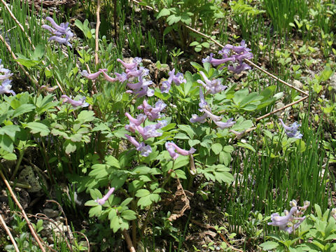 Corydalis ambigu