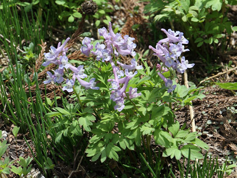 Corydalis ambigu