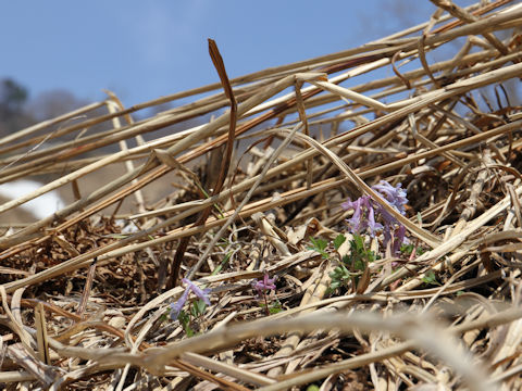 Corydalis ambigu