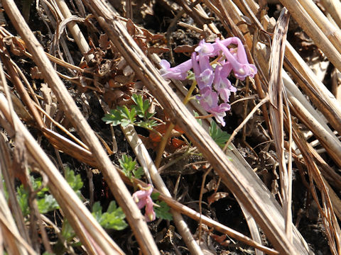 Corydalis ambigu