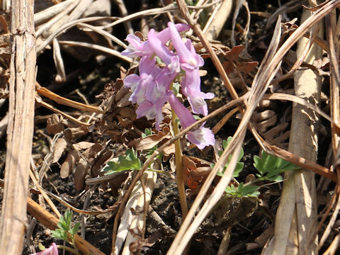 Corydalis ambigu