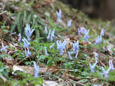 Corydalis ambigu