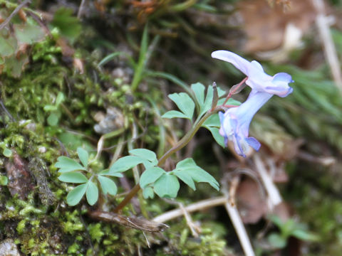 Corydalis ambigu