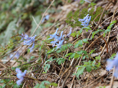 Corydalis ambigu