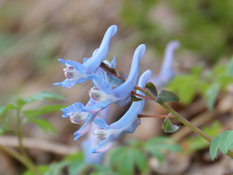 Corydalis ambigu