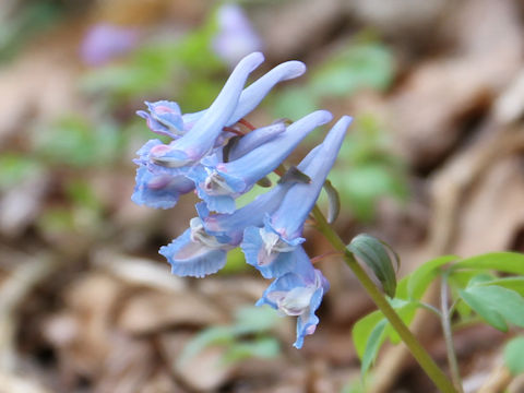 Corydalis ambigu