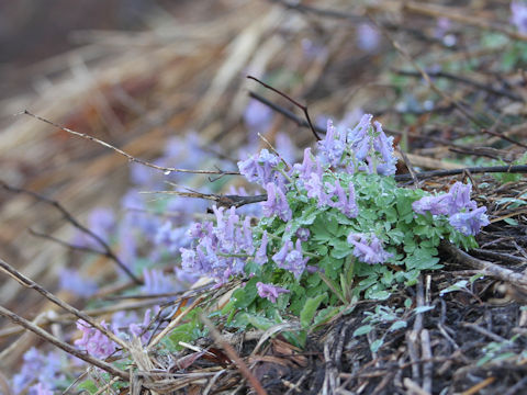 Corydalis ambigu