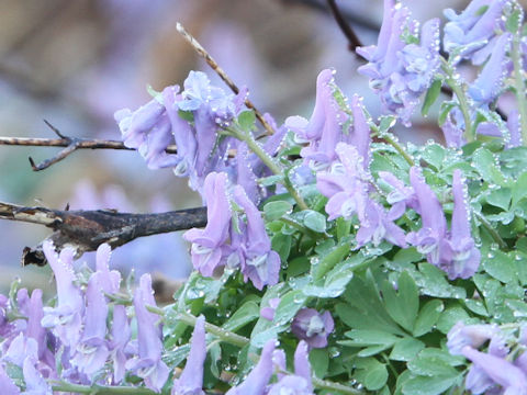 Corydalis ambigu