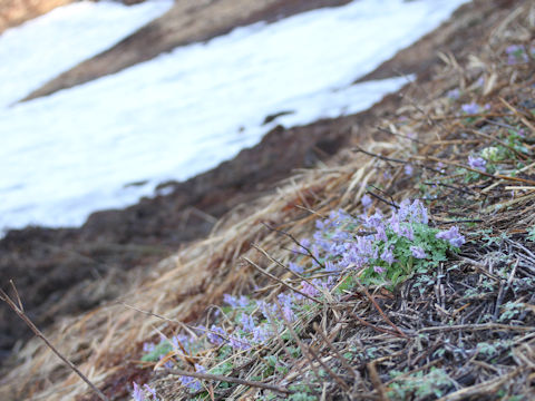 Corydalis ambigu