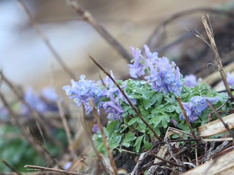 Corydalis ambigu