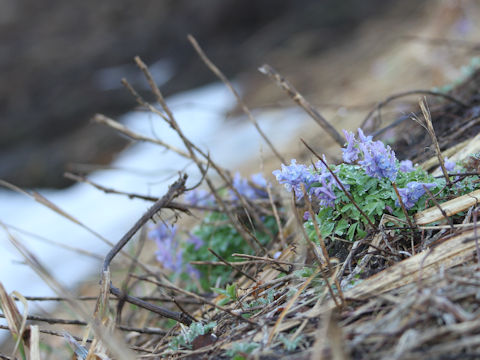 Corydalis ambigu