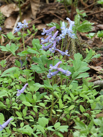 Corydalis ambigu