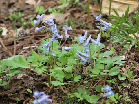 Corydalis ambigu