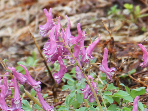 Corydalis ambigu