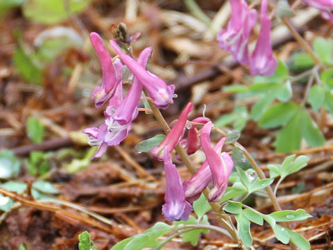 Corydalis ambigu