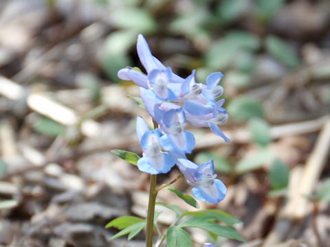 Corydalis ambigu