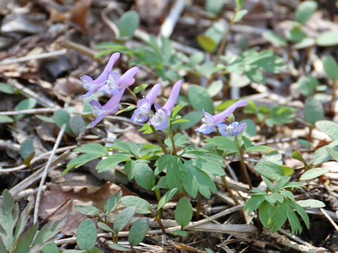 Corydalis ambigu