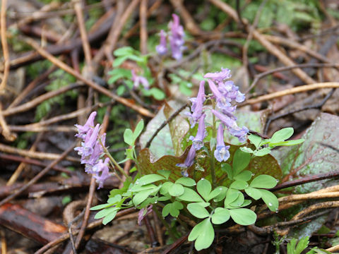 Corydalis ambigu