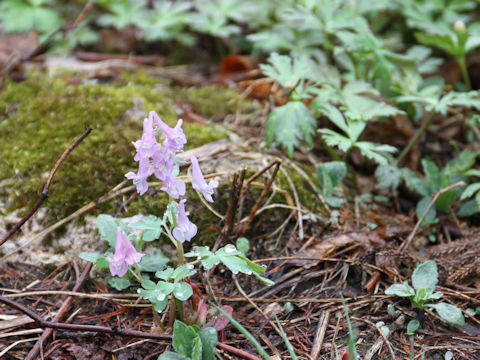 Corydalis ambigu