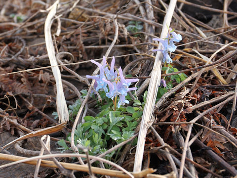 Corydalis ambigu