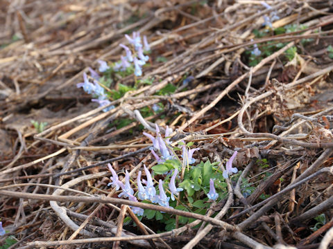 Corydalis ambigu