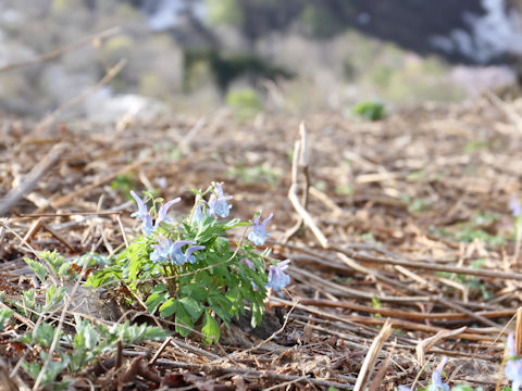 Corydalis ambigu