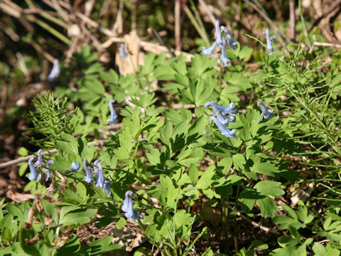 Corydalis ambigu