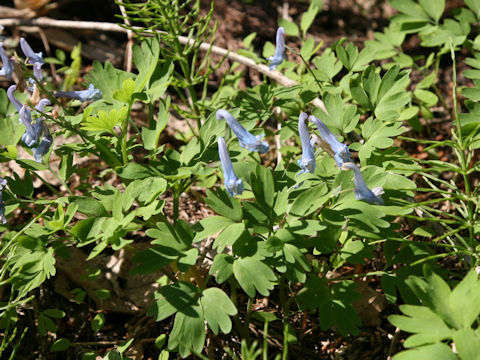 Corydalis ambigu