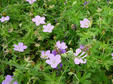 Geranium yesoense var. yesoense