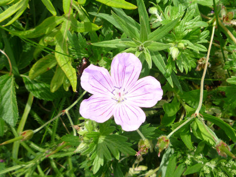 Geranium yesoense var. yesoense