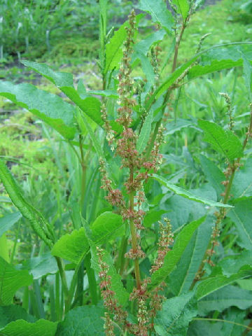 Rumex obtusifolius