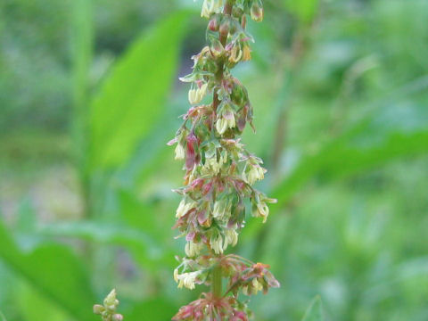 Rumex obtusifolius