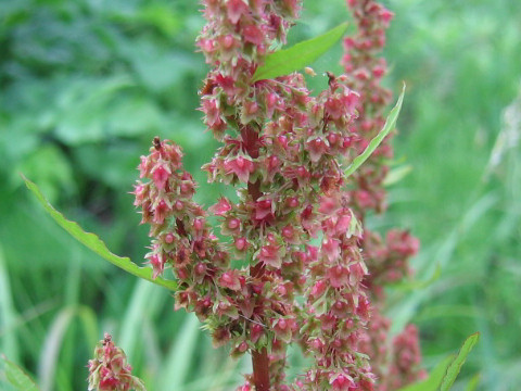 Rumex obtusifolius