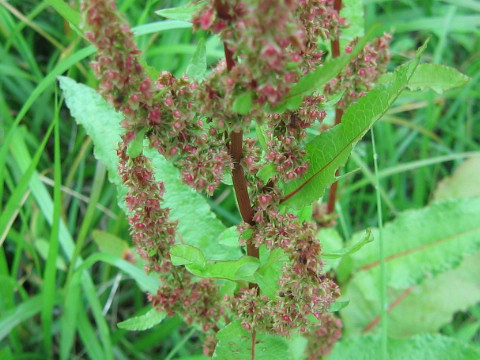 Rumex obtusifolius