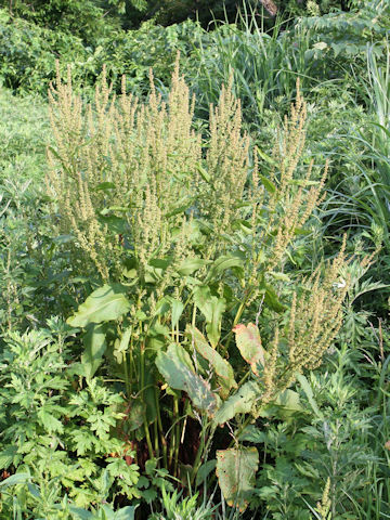 Rumex obtusifolius