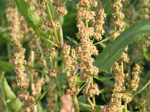 Rumex obtusifolius