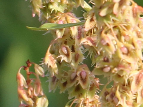 Rumex obtusifolius