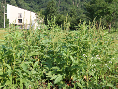 Rumex obtusifolius