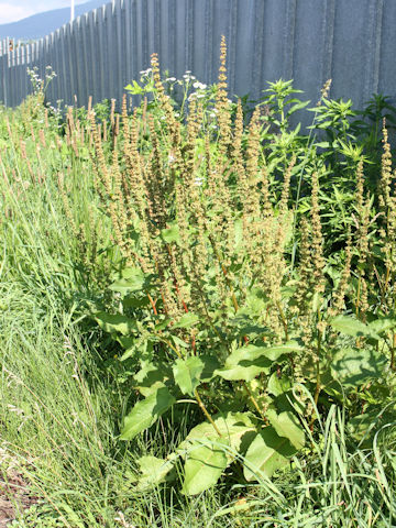 Rumex obtusifolius