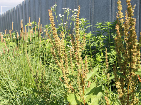 Rumex obtusifolius