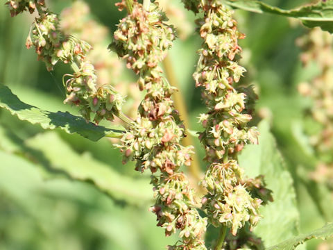 Rumex obtusifolius