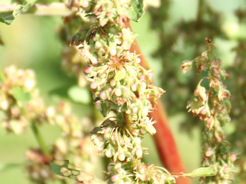 Rumex obtusifolius