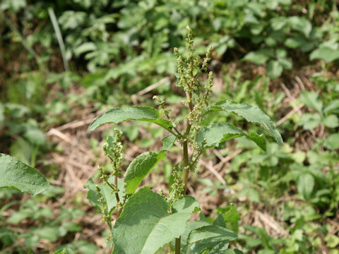 Rumex obtusifolius