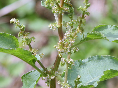 Rumex obtusifolius